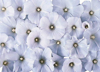 Image showing white cosmea flower