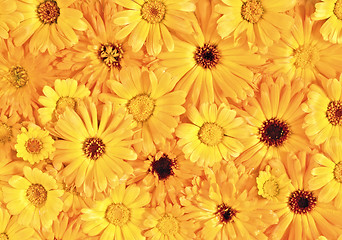 Image showing Yellow daisy-gerbera as background and pattern