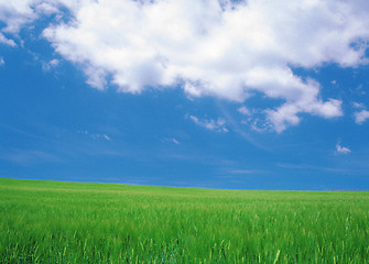 Image showing green field and blue sky