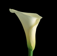 Image showing White calla with elegant curves isolated on black