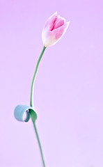 Image showing Flower pink orchid - phalaenopsis isolated over white