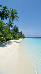 Image showing Caribbean sea and coconut palm