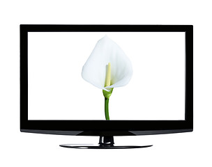 Image showing Single calla lily in lcd isolated on white background