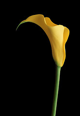 Image showing yellow calla