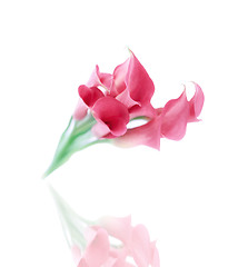 Image showing beautiful flowers