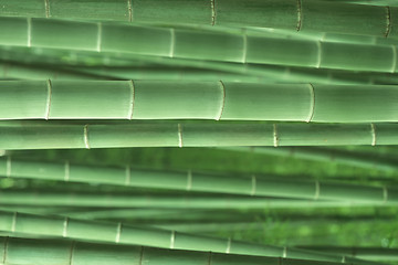 Image showing Zen bamboo