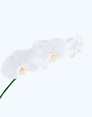 Image showing orchid flower on white