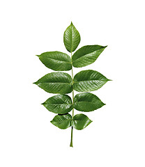 Image showing Green leaf