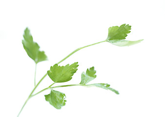 Image showing green leaf