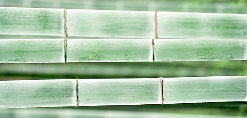 Image showing bamboo background