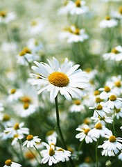 Image showing daisies in a field, macro