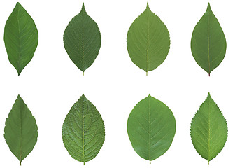 Image showing Green leaf