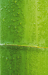 Image showing bamboo background