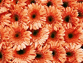 Image showing Beautiful and fresh red flower close-up