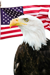 Image showing Bald eagle with American flag