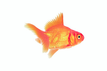 Image showing red cichlid fish