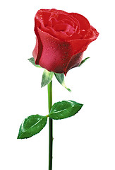 Image showing beautiful red rose on a white background