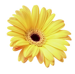 Image showing beautiful yellow flower petals closeup