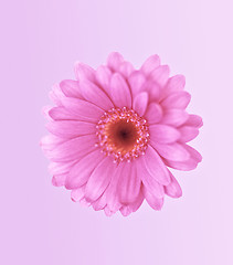 Image showing a beautiful pink flower