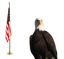 Image showing Bald eagle with American flag