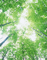 Image showing Green oak leaves, bright sun