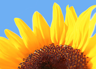 Image showing sunflower