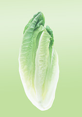 Image showing Chinese cabbage