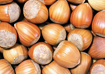 Image showing fresh hazelnuts