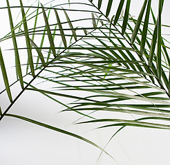 Image showing Leaves of palm tree isolated on white background