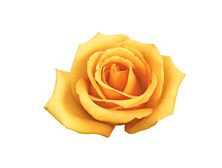 Image showing rose buttercream