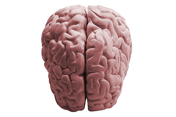 Image showing The human brain