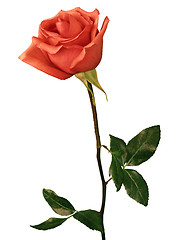 Image showing beautiful red rose on a white background