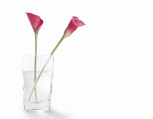 Image showing Rosehip flower in a glass of clear water,