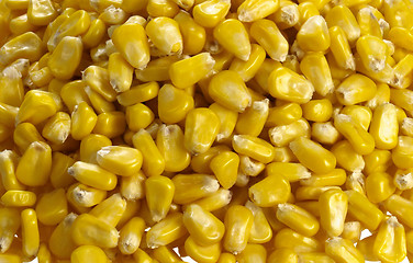 Image showing Corn seeds arranged at the background