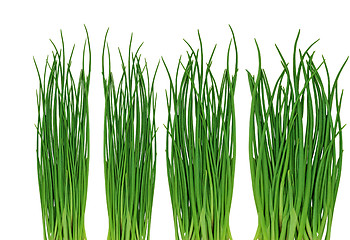 Image showing Green grass on the white background