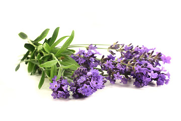 Image showing lavender