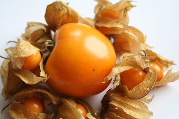 Image showing Physalis around persimon