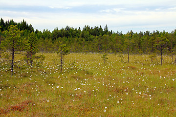 Image showing Bog with Cottongrass in Finland