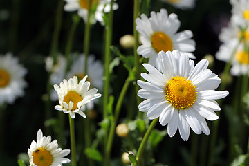 Image showing Wild Oxeye Daisy, Chrysanthemum leucanthemum 