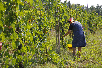 Image showing Woman cutting grapes
