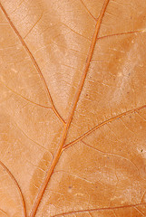 Image showing Brown autumn leaf texture