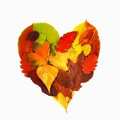 Image showing Autumn leaves