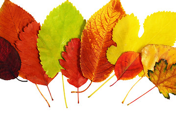 Image showing Autumn leaves