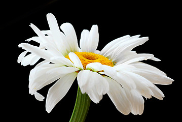 Image showing Beautiful daisy flower