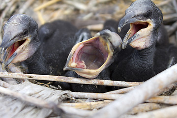 Image showing amusing baby birds