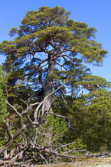 Image showing powerful pine