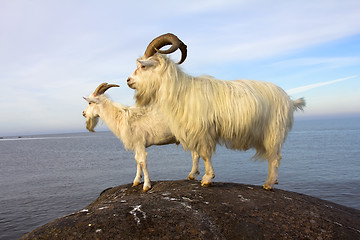 Image showing farm goats