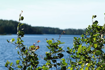 Image showing Lake view