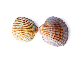 Image showing Beautiful sea shells isolated on a white background