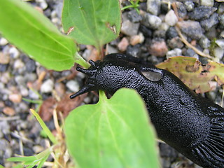 Image showing Black snail 14juni2004